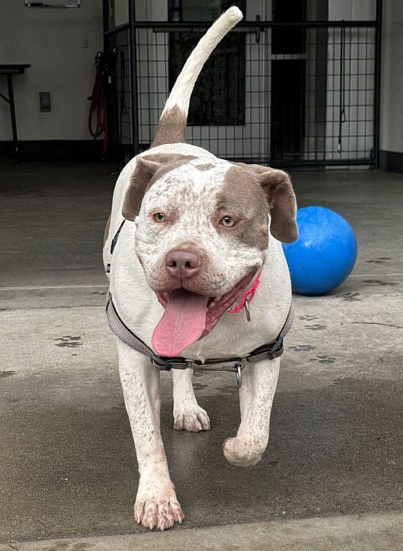 Enlarge Artemis, a ADOPTABLE mixed breed in Berkeley, CA image 2/6