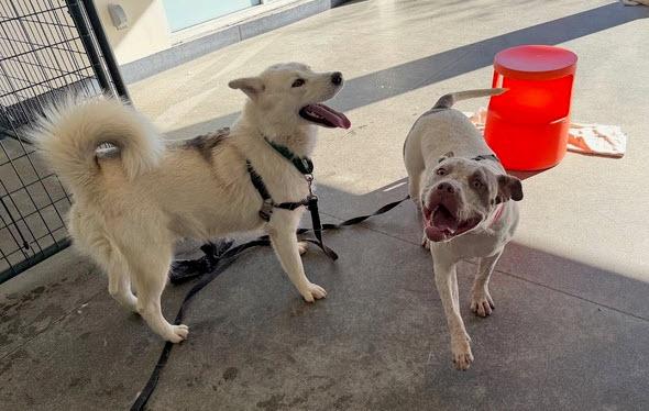 Enlarge Artemis, an adoptable mixed breed in Berkeley, CA image 6/6