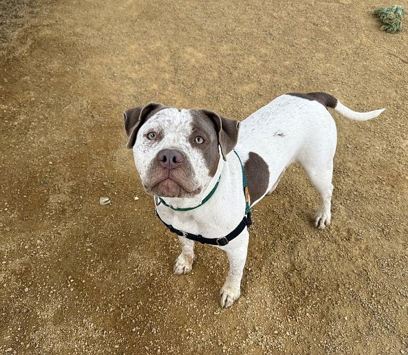 Artemis, an adoptable mixed breed in Berkeley, CA image 5/6