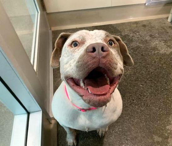 Enlarge Artemis, a ADOPTABLE mixed breed in Berkeley, CA image 5/6