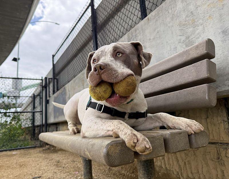 Artemis, adoptable, Puppy Female Pit Bull Terrier & Bullmastiff.