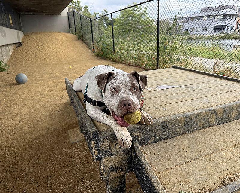Artemis, an adoptable mixed breed in Berkeley, CA image 6/6