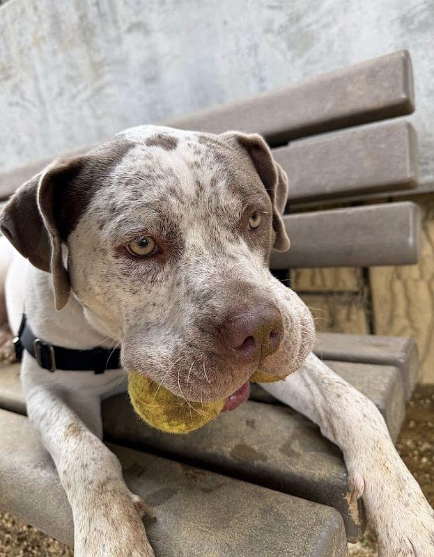 Artemis, an adoptable mixed breed in Berkeley, CA image 2/6
