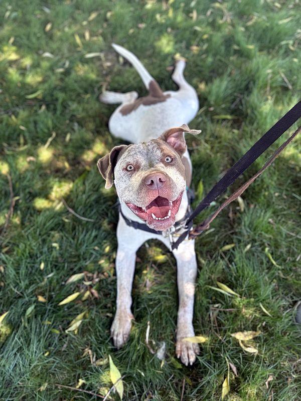 Artemis, an adoptable mixed breed in Berkeley, CA image 5/6