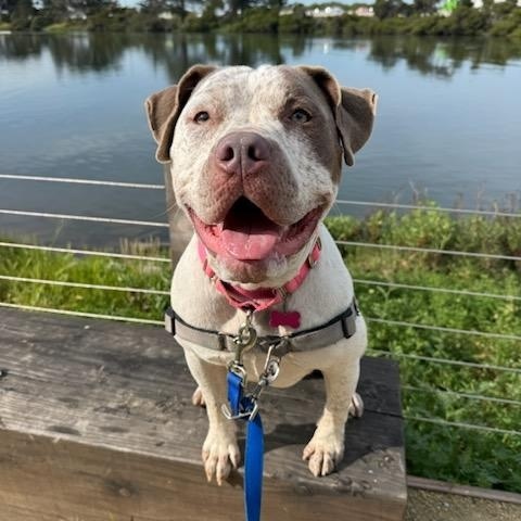 Enlarge Artemis, an adoptable mixed breed in Berkeley, CA image 2/6