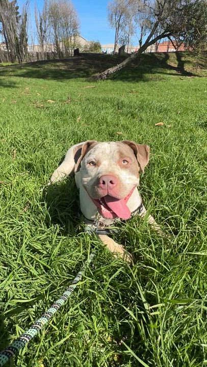 Enlarge Artemis, an adoptable mixed breed in Berkeley, CA video 6/6