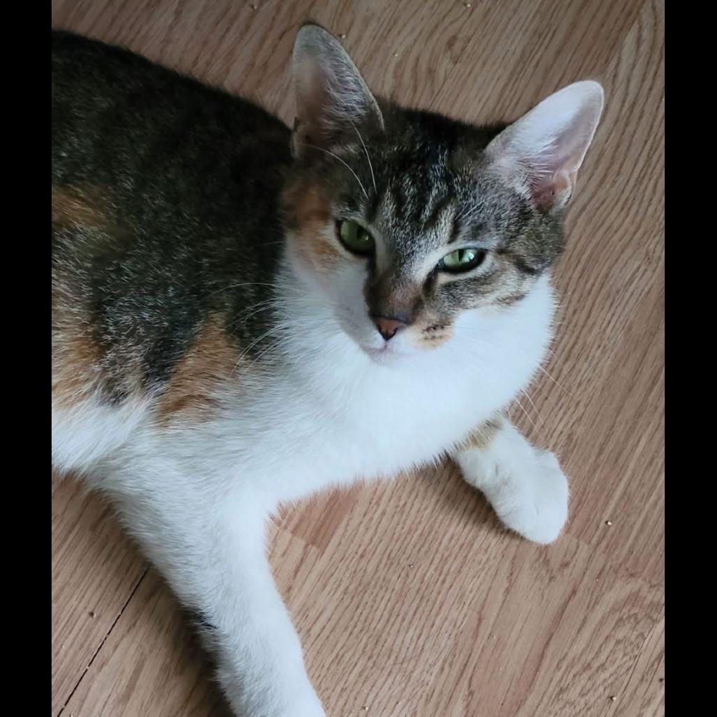 Enlarge Saffi, a Adoptable Domestic Short Hair in Muncie, IN image 1/1