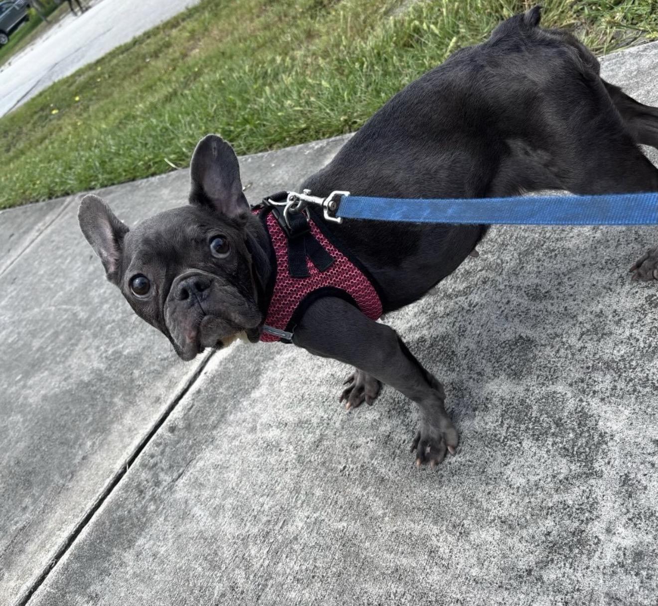 Dottie, ADOPTABLE, Adult Female French Bulldog.