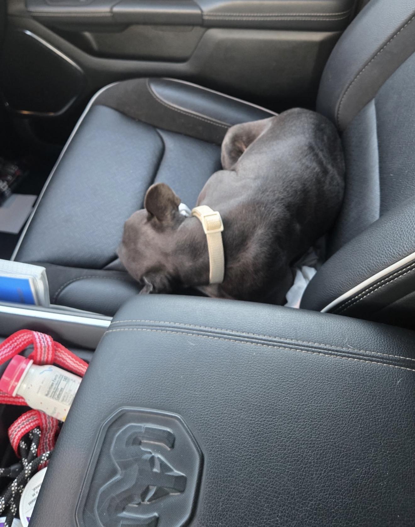 Dottie, a ADOPTABLE French Bulldog in Palm springs, FL image 3/3