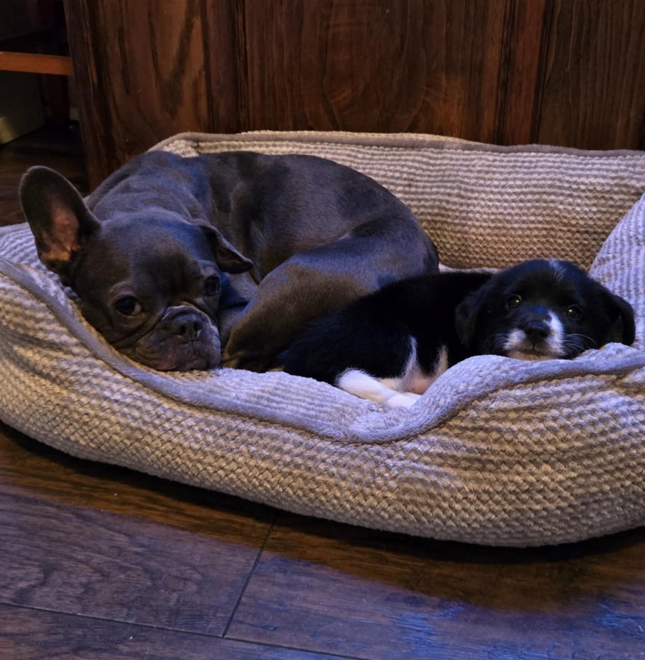 Dottie, a ADOPTABLE French Bulldog in Palm springs, FL image 2/3