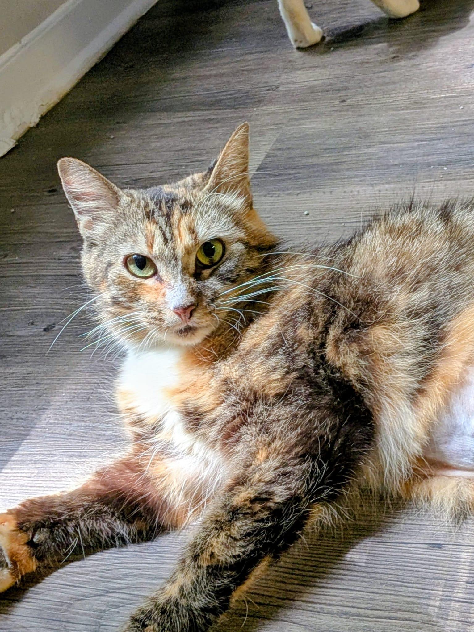 Poppyseed Bagel (The Sweetest Bobtail), a ADOPTABLE American Bobtail in Tucker, GA image 1/6