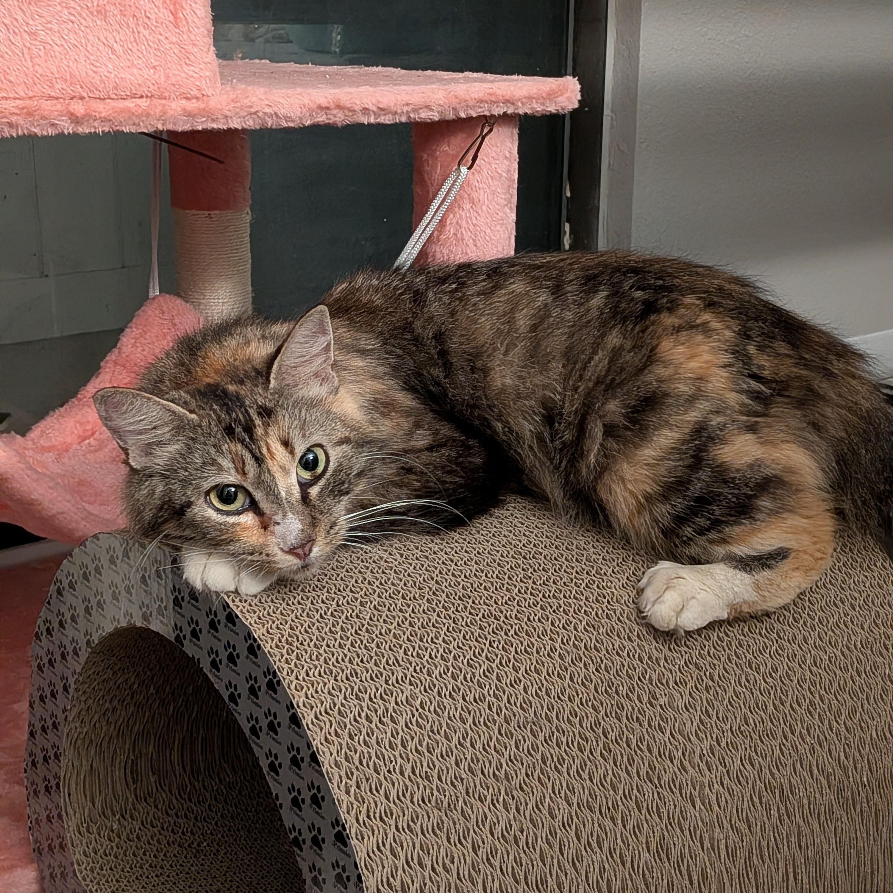 Poppyseed Bagel (The Sweetest Bobtail), a ADOPTABLE American Bobtail in Tucker, GA image 3/6