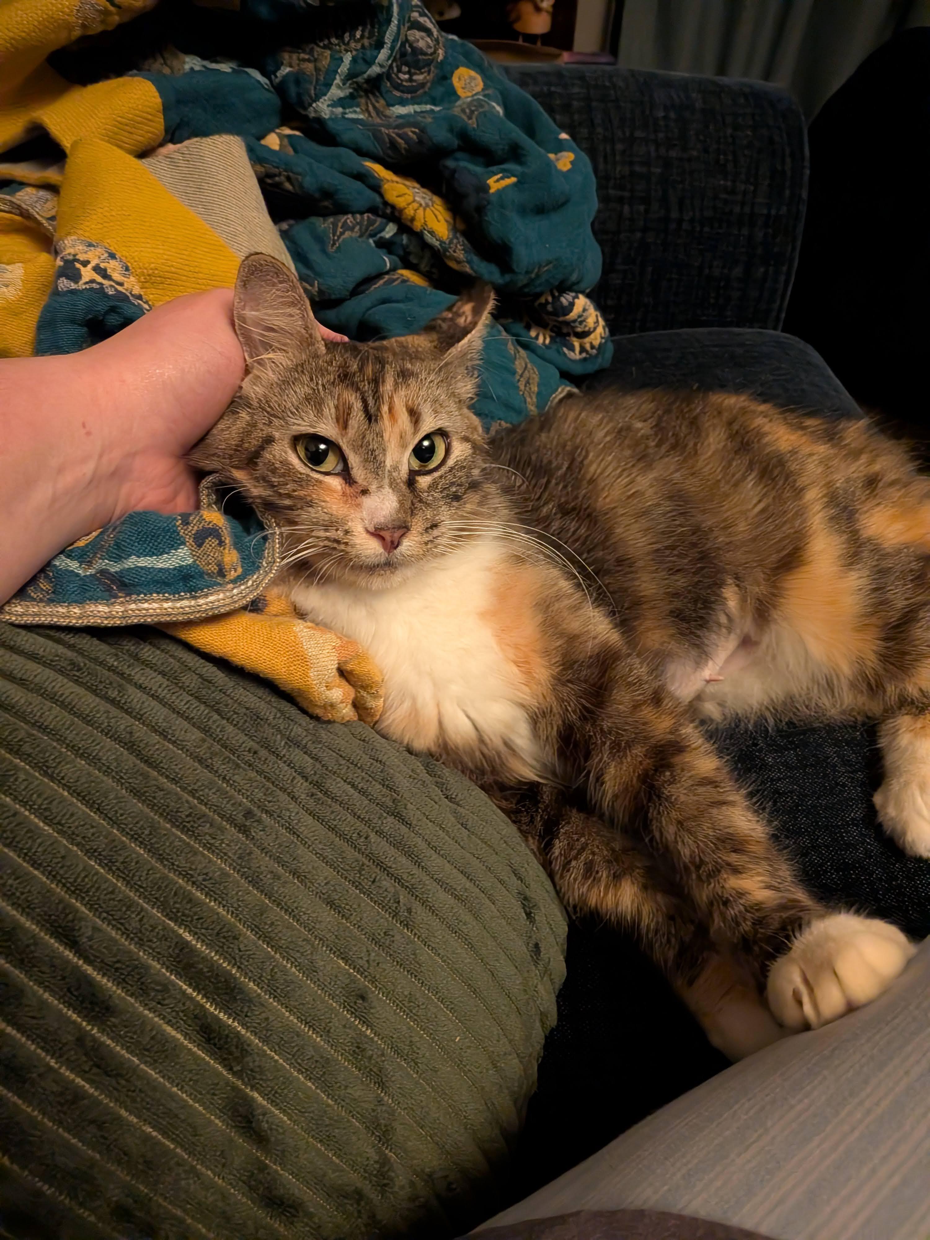 Poppyseed Bagel (The Sweetest Bobtail), a ADOPTABLE American Bobtail in Tucker, GA image 2/6