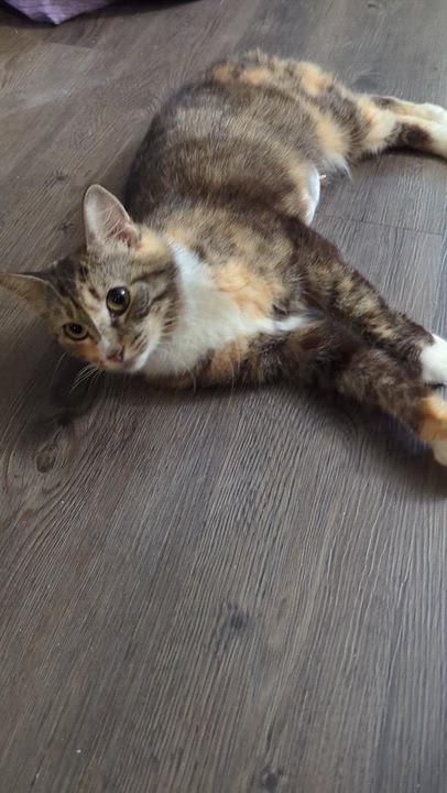Enlarge Poppyseed Bagel (The Sweetest Bobtail), a ADOPTABLE American Bobtail in Tucker, GA video 5/6