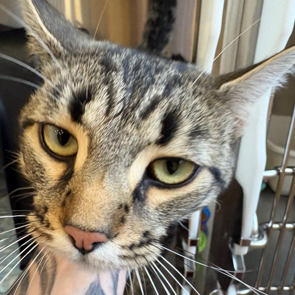 Danny, Adoptable, Adult Male Domestic Short Hair.