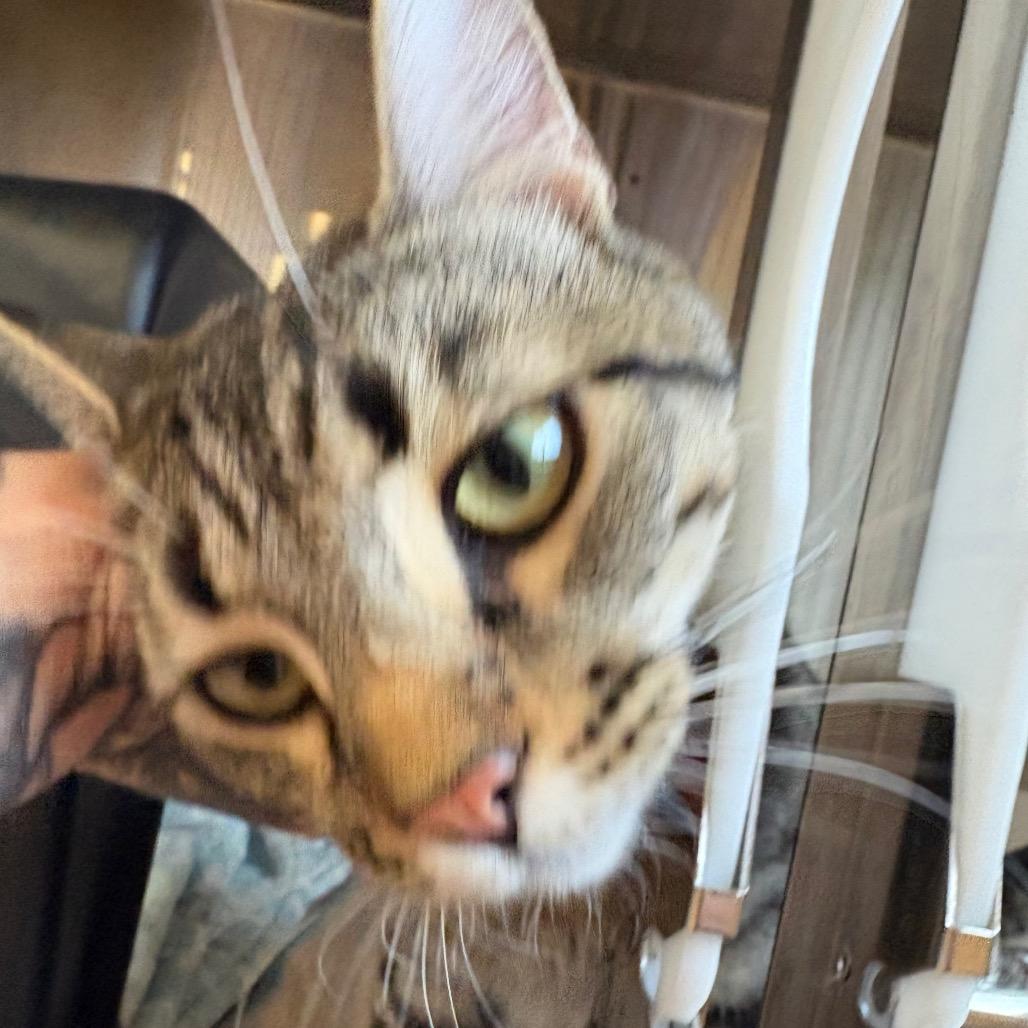 Enlarge Danny, a Adoptable Domestic Short Hair in Spokane, WA image 2/2