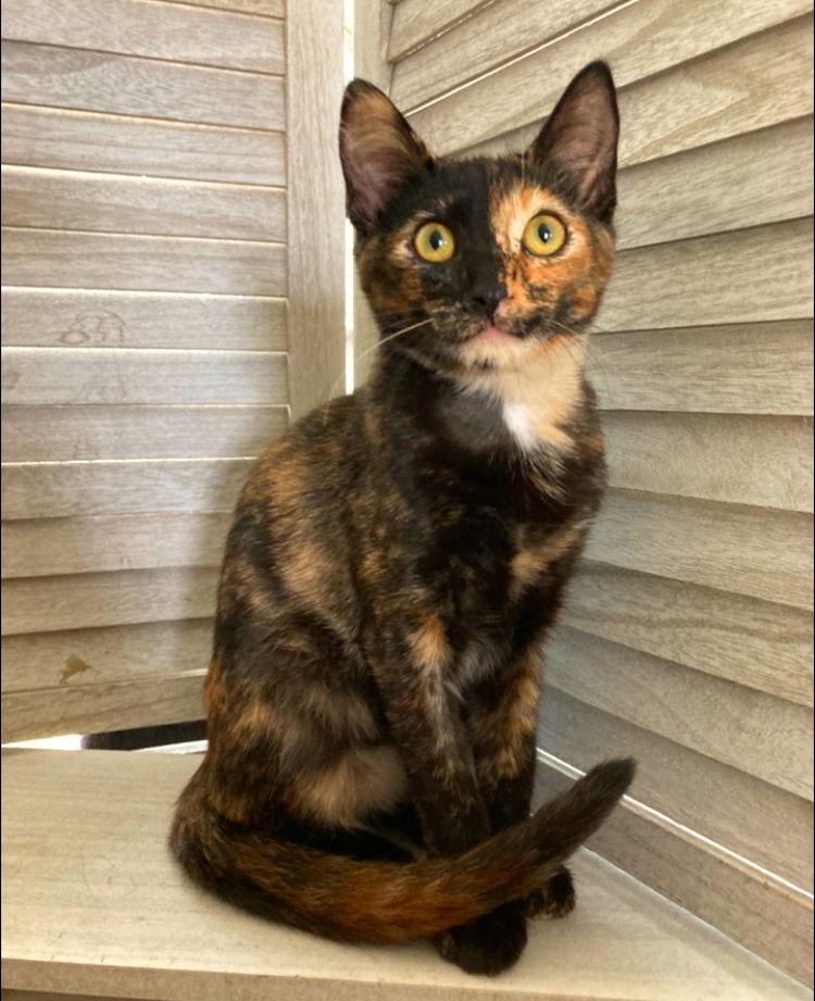 Crayola, a Adoptable mixed breed in San Diego, CA image 1/3