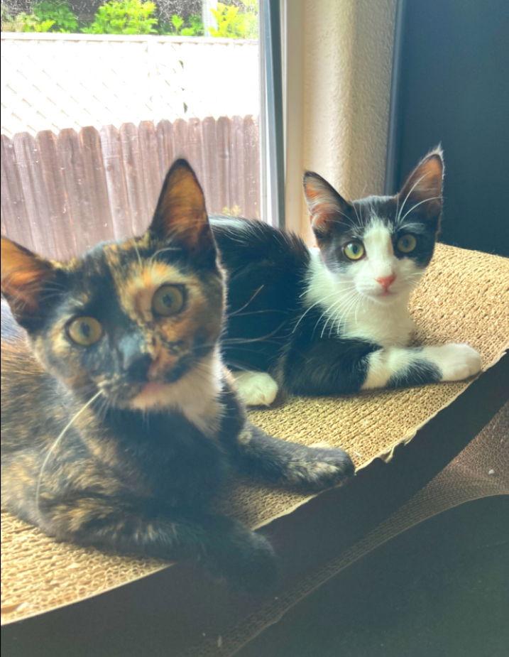 Crayola, a Adoptable mixed breed in San Diego, CA image 2/3