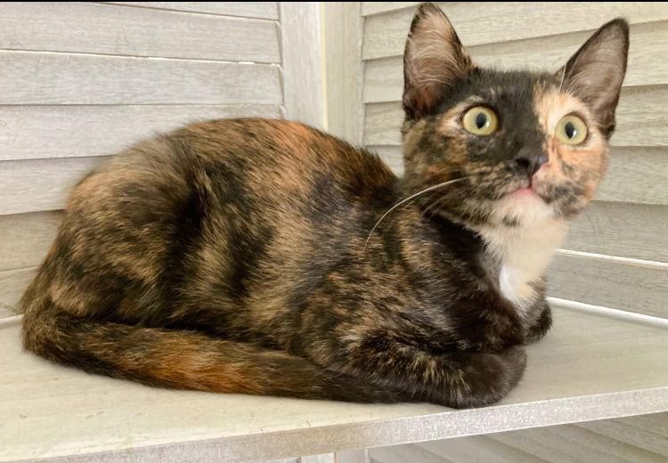 Crayola, a Adoptable mixed breed in San Diego, CA image 3/3