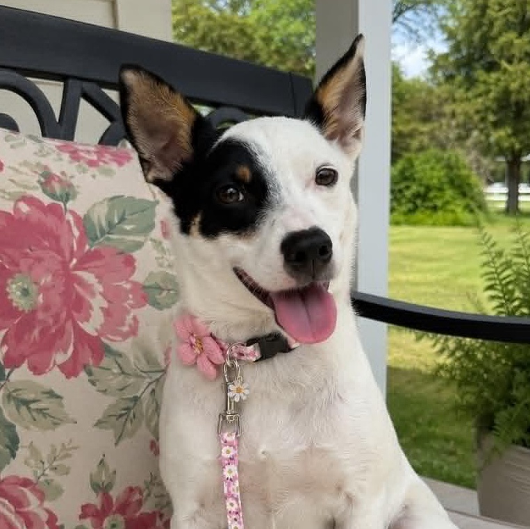 Enlarge Paris, a ADOPTABLE mixed breed in Indianapolis, IN image 3/3