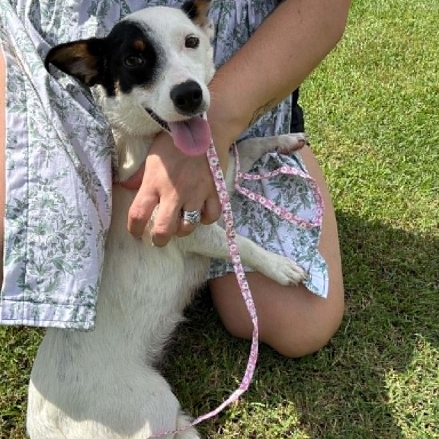 Enlarge Paris, a ADOPTABLE mixed breed in Indianapolis, IN image 2/3