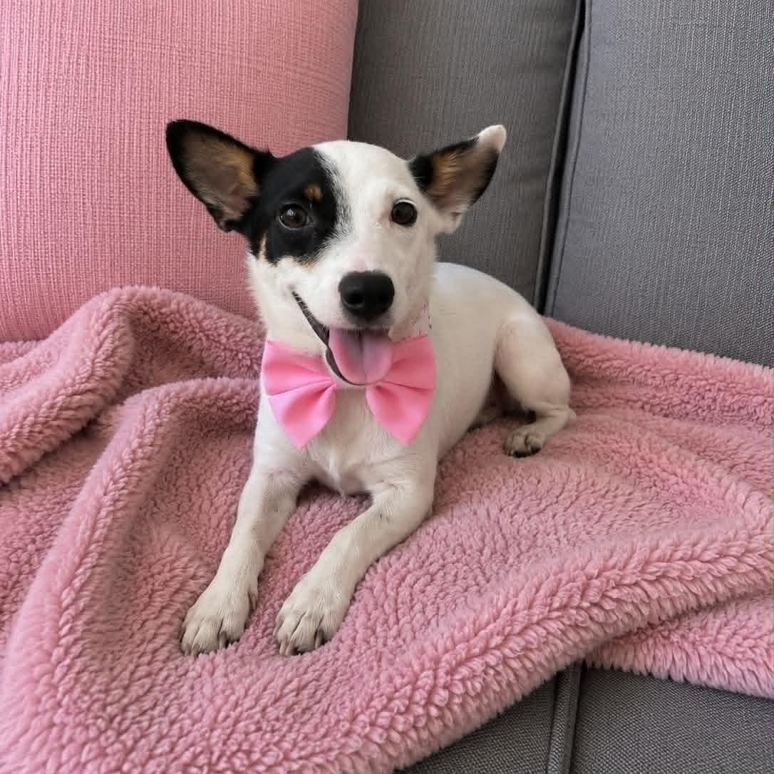 Paris, ADOPTABLE, Adult Female Chihuahua.