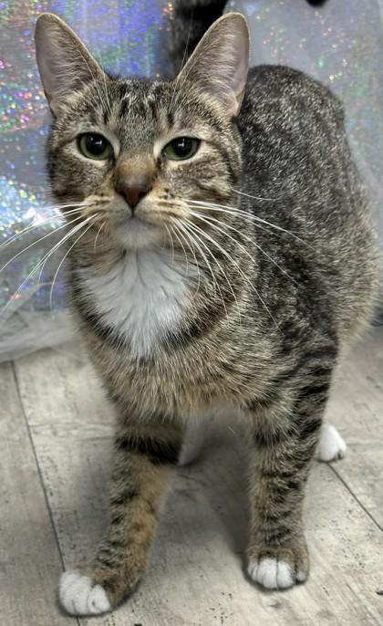 Enlarge Nola, a Adoptable mixed breed in Shreveport, LA image 1/2