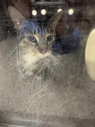 Enlarge Nola, a Adoptable mixed breed in Shreveport, LA image 2/2