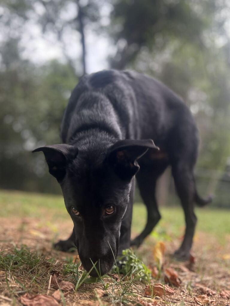 BREAKER, Adoptable, Young Male Shepherd & Mixed Breed.