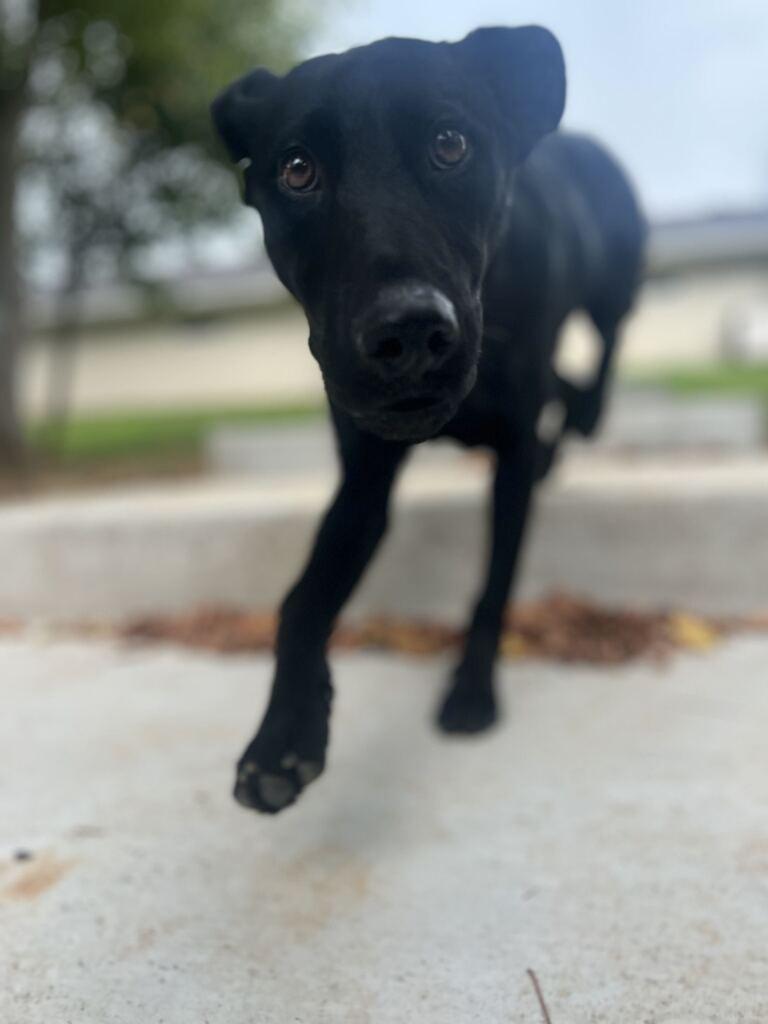 BREAKER, a Adoptable mixed breed in Athens, AL image 2/6
