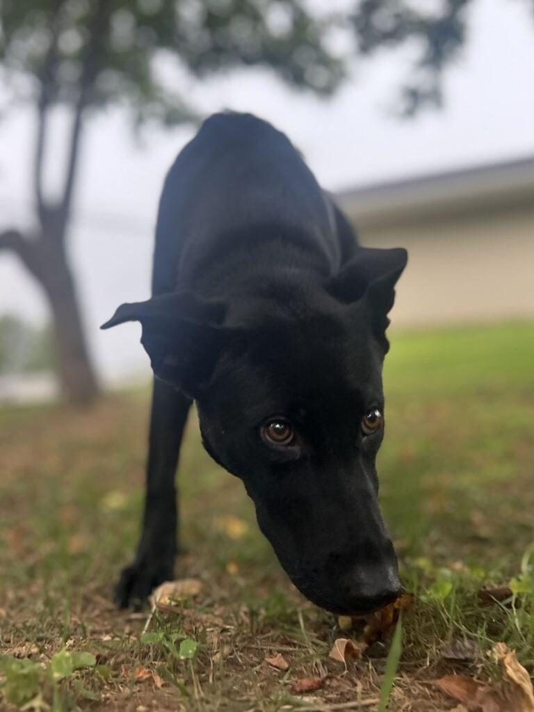 BREAKER, a Adoptable mixed breed in Athens, AL image 3/6
