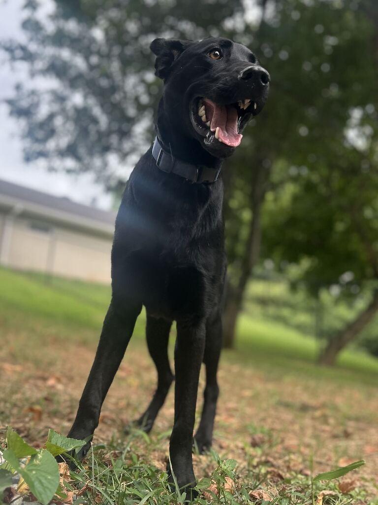 BREAKER, a Adoptable mixed breed in Athens, AL image 4/6