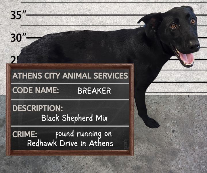 BREAKER, a Adoptable mixed breed in Athens, AL image 5/6