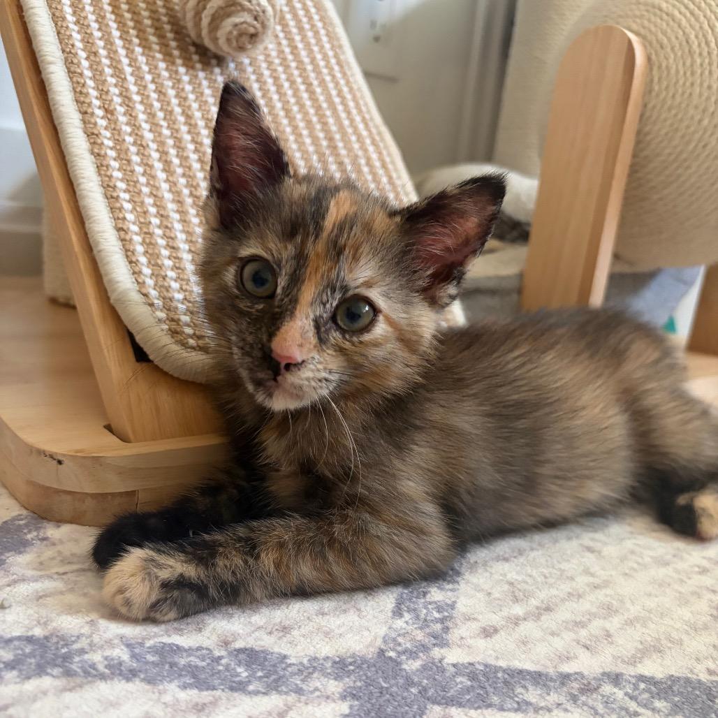 Enlarge Mona, a Adoptable Domestic Short Hair in Escondido, CA image 1/5