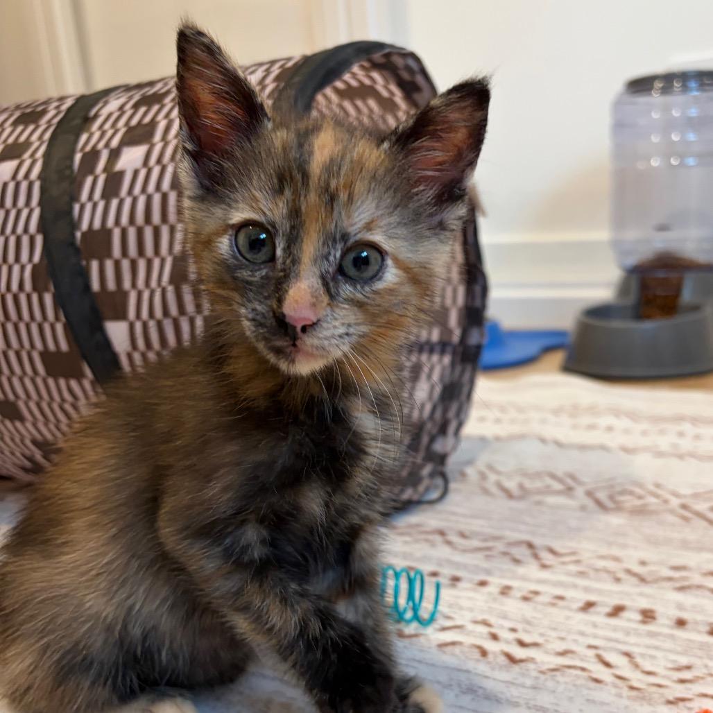 Enlarge Mona, a Adoptable Domestic Short Hair in Escondido, CA image 3/5