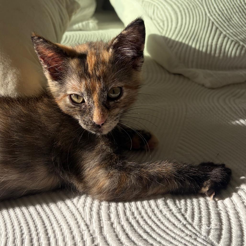 Enlarge Mona, a Adoptable Domestic Short Hair in Escondido, CA image 4/5