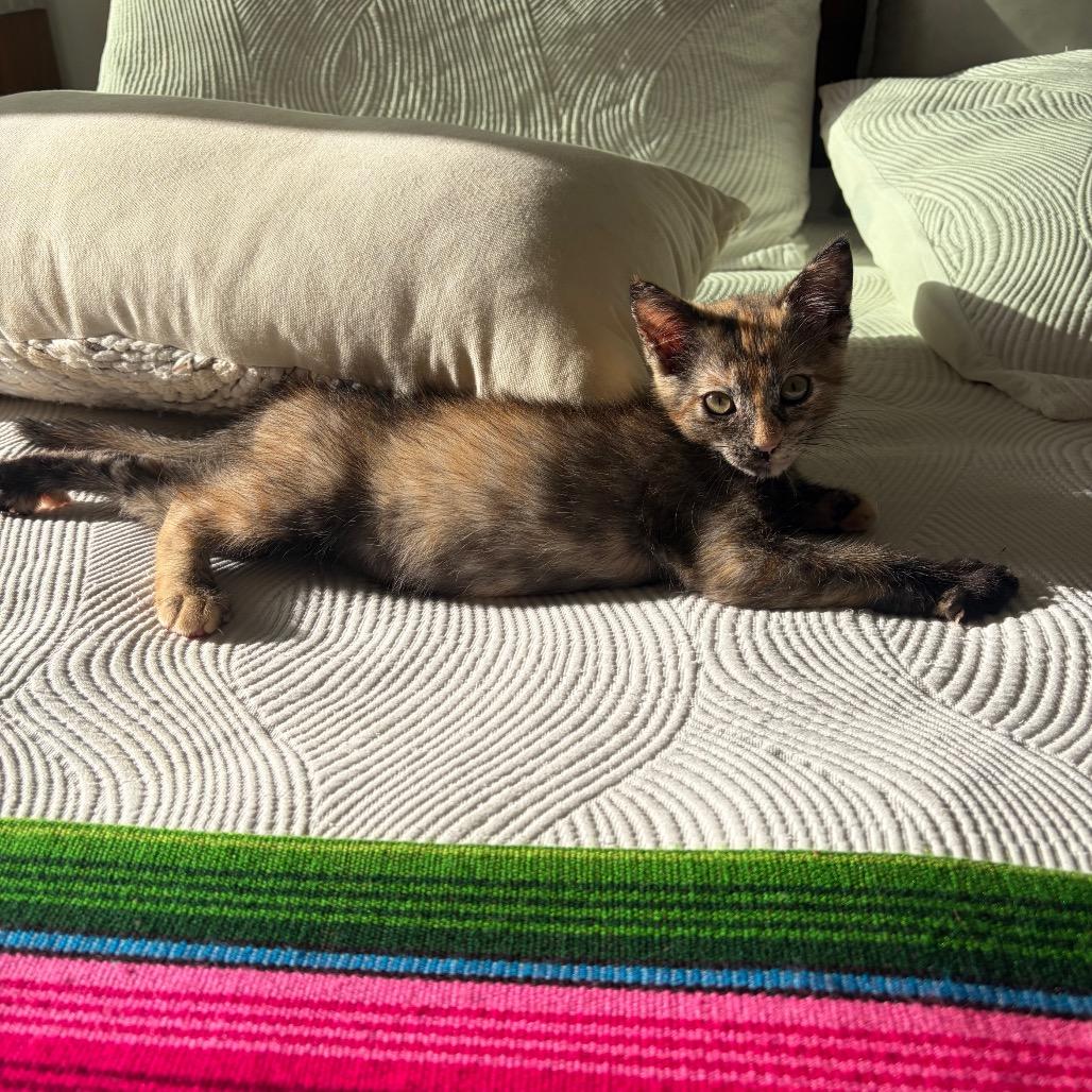 Enlarge Mona, a Adoptable Domestic Short Hair in Escondido, CA image 5/5