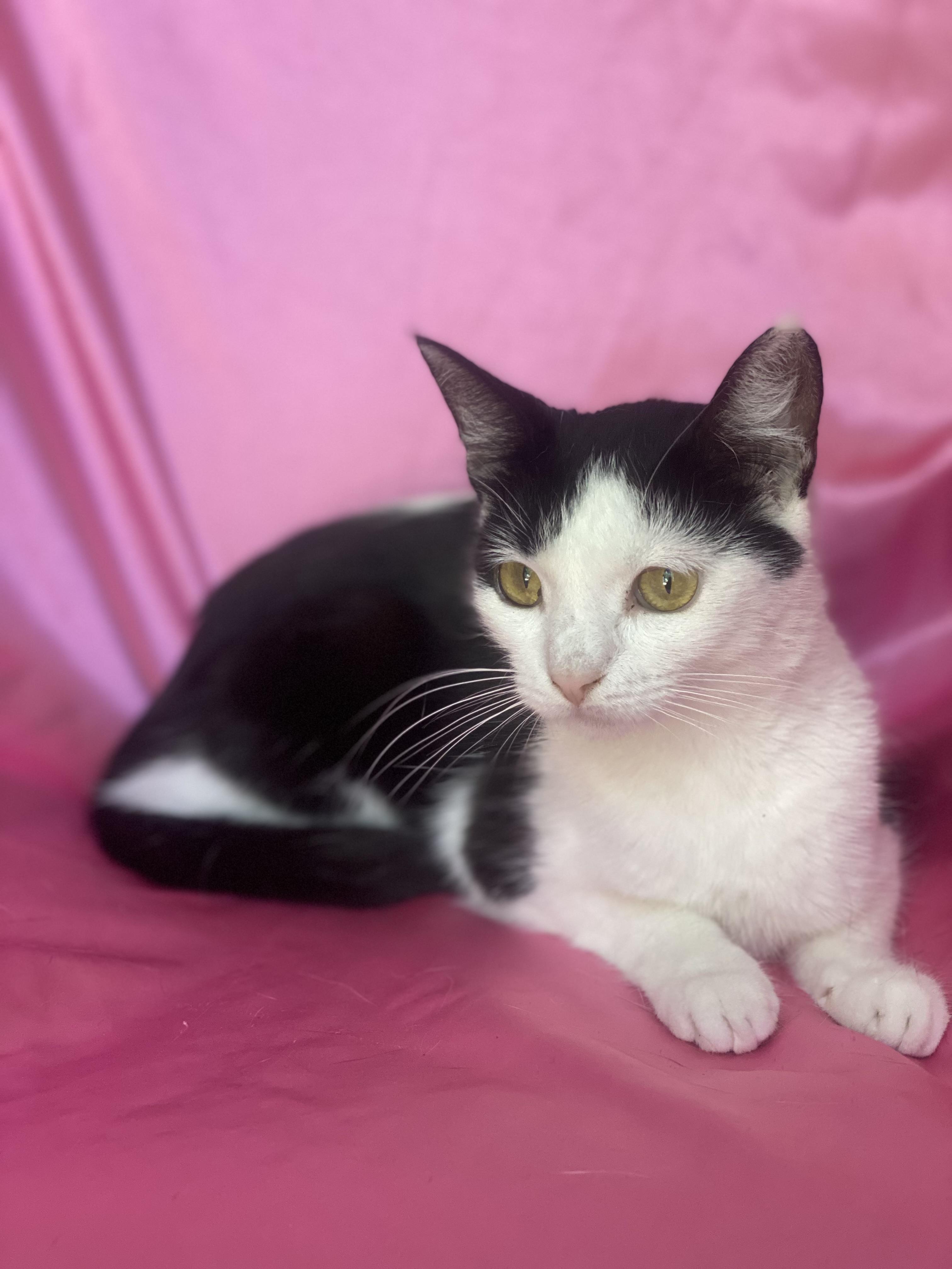 Enlarge BETTY BOOP, a Adoptable Domestic Short Hair image 3/5