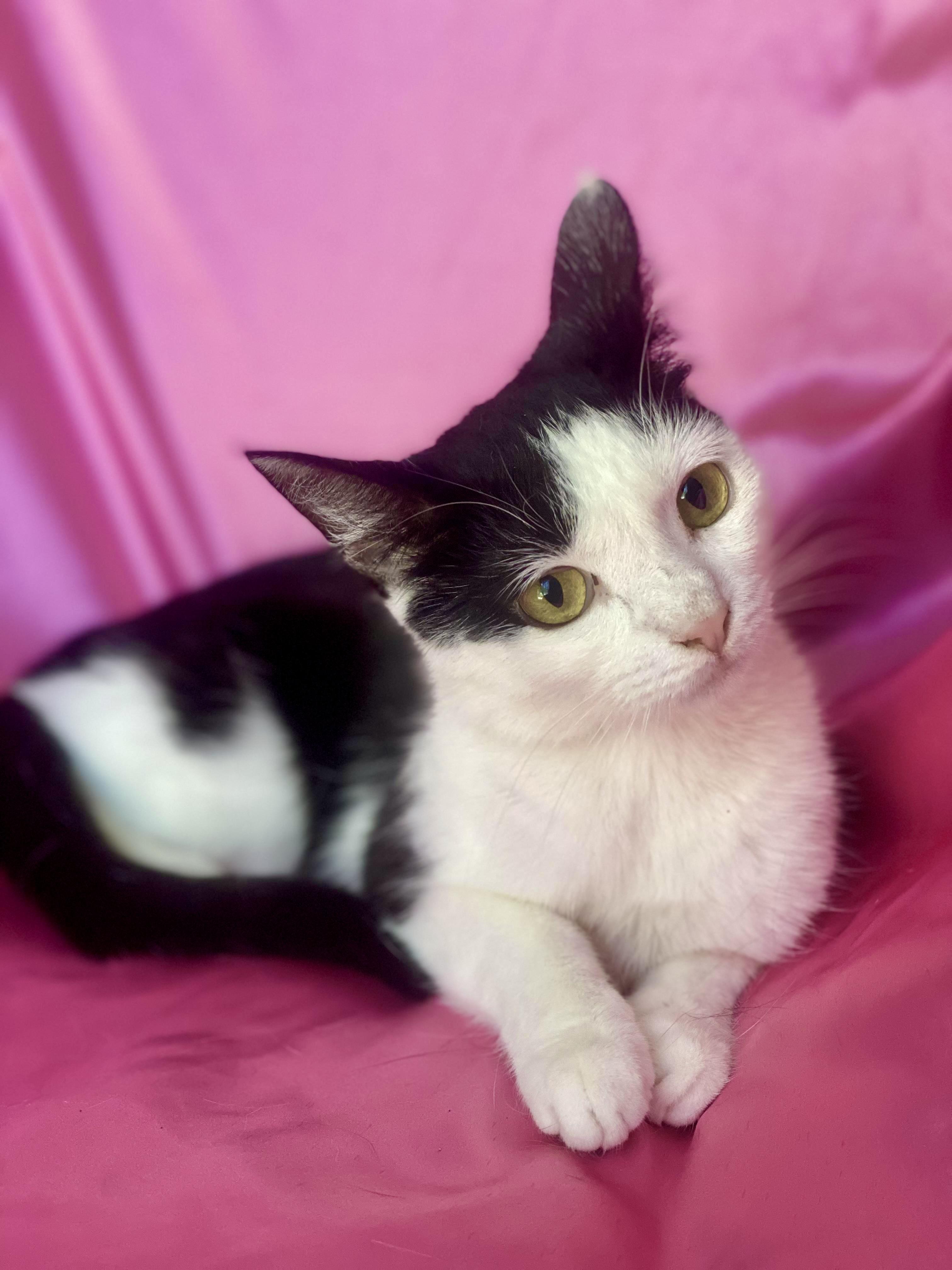 BETTY BOOP, Adoptable, Young Female Domestic Short Hair.