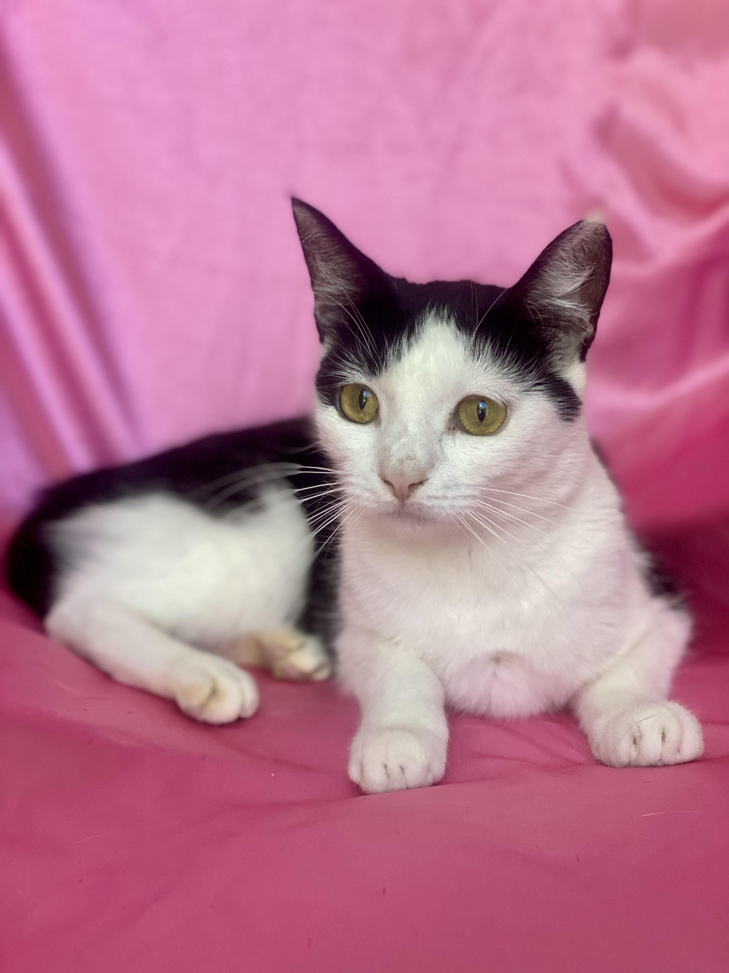 Enlarge BETTY BOOP, a Adoptable Domestic Short Hair image 2/5
