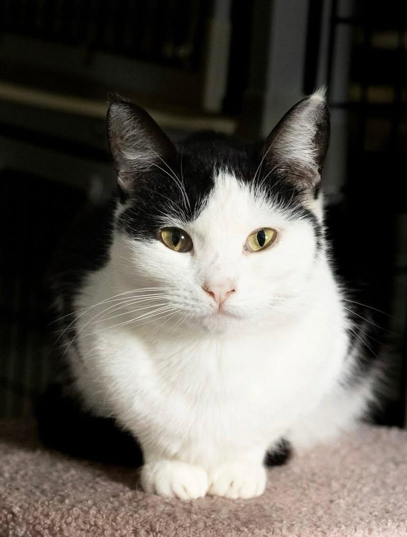 Enlarge BETTY BOOP, a Adoptable Domestic Short Hair in Rowland Heights, CA image 1/6