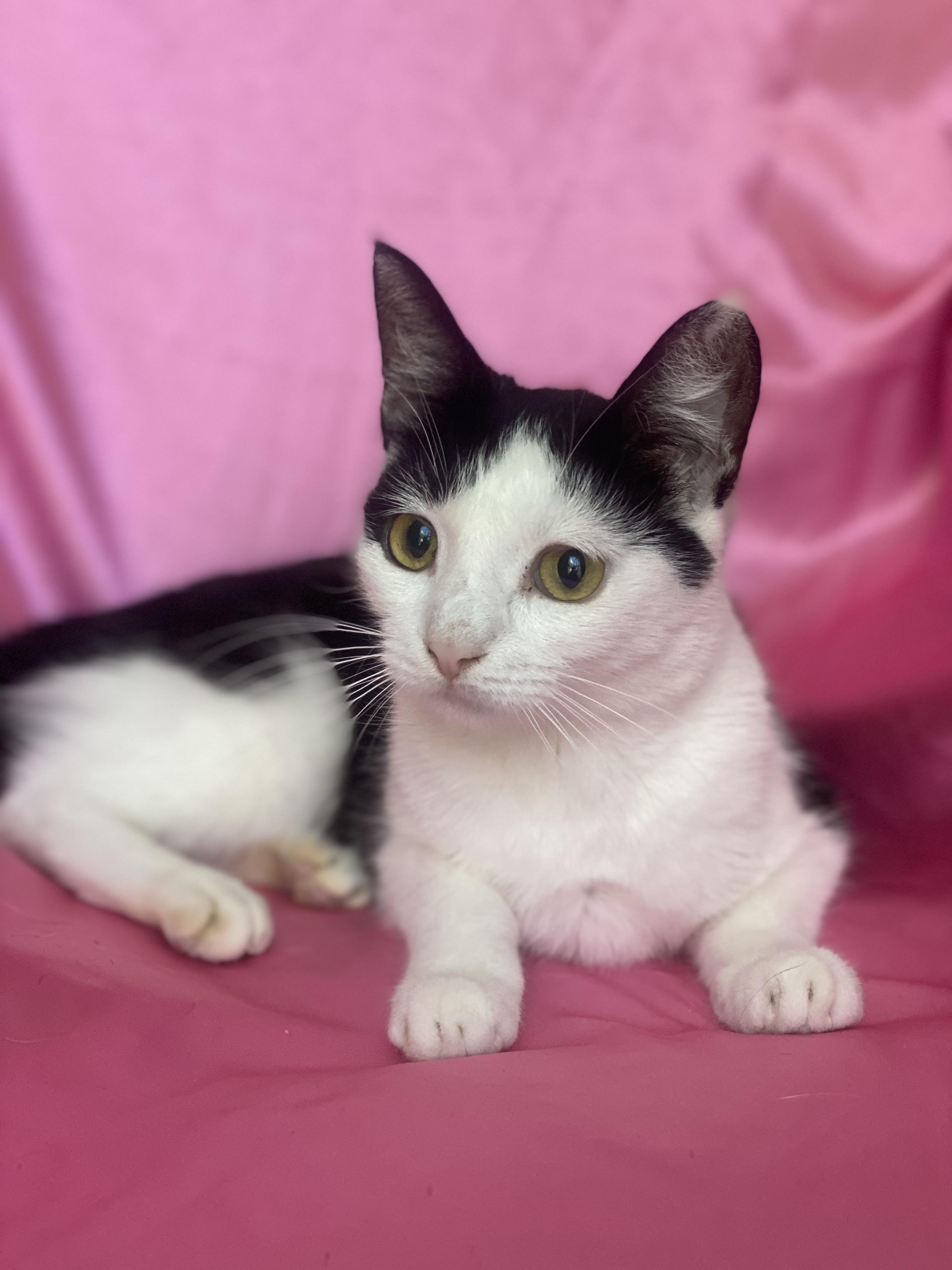 Enlarge BETTY BOOP, a Adoptable Domestic Short Hair image 5/5