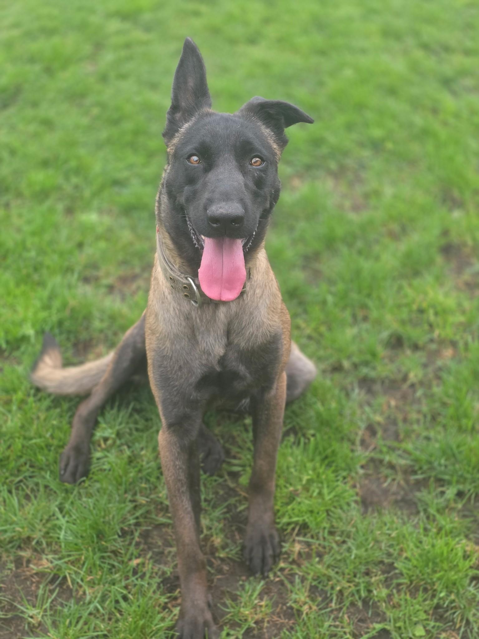 Mocha, ADOPTABLE, Adult Female Belgian Shepherd / Malinois.