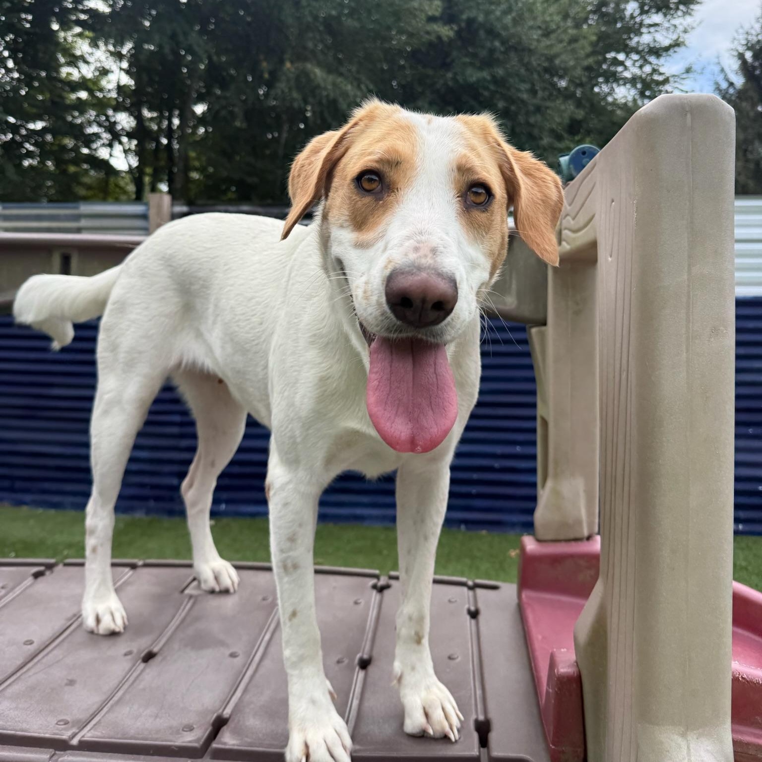 Enlarge Reonna, a Adoptable mixed breed in Groton, CT image 5/6