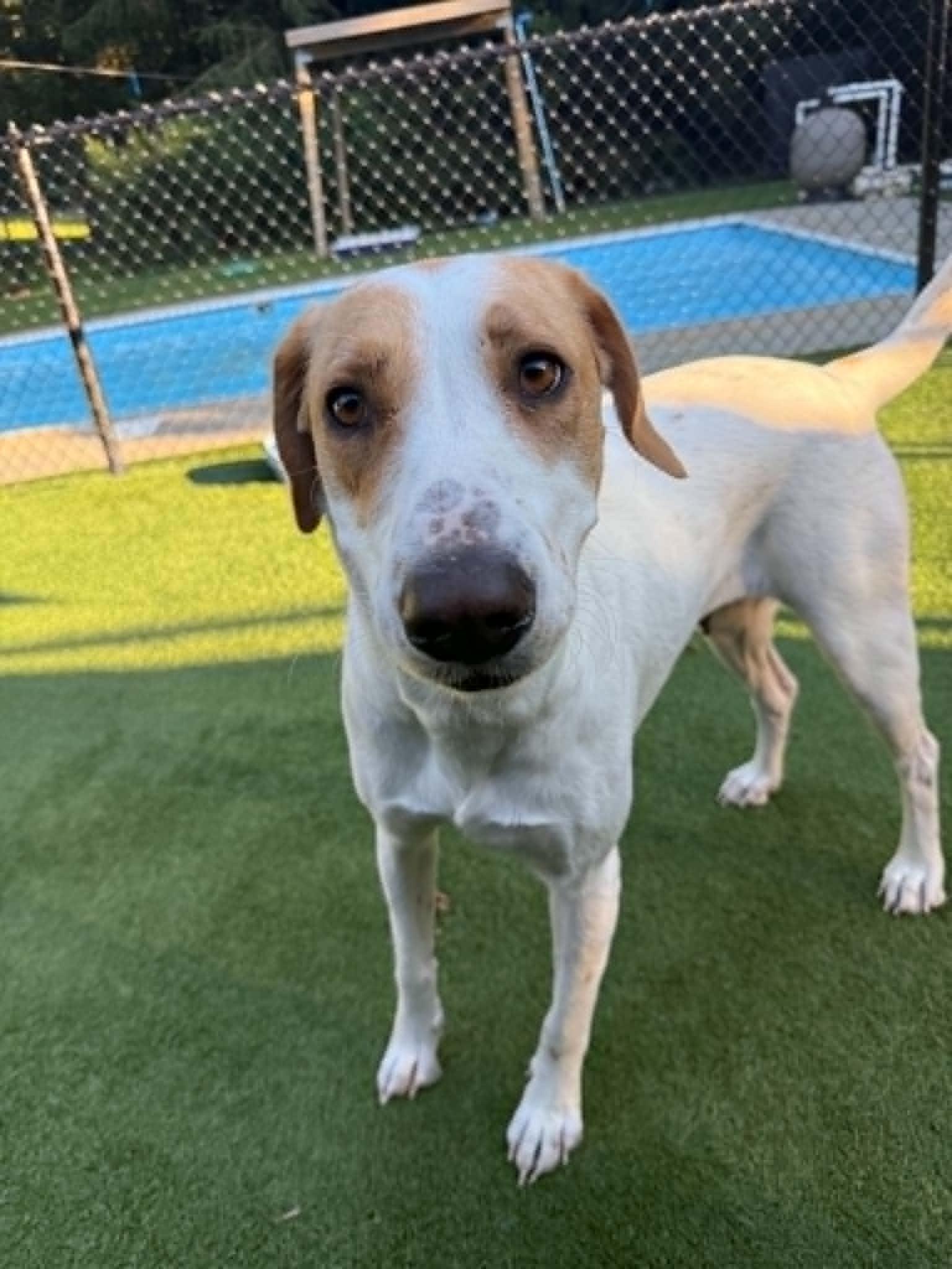 Reonna, a ADOPTABLE mixed breed in Groton, CT image 6/6