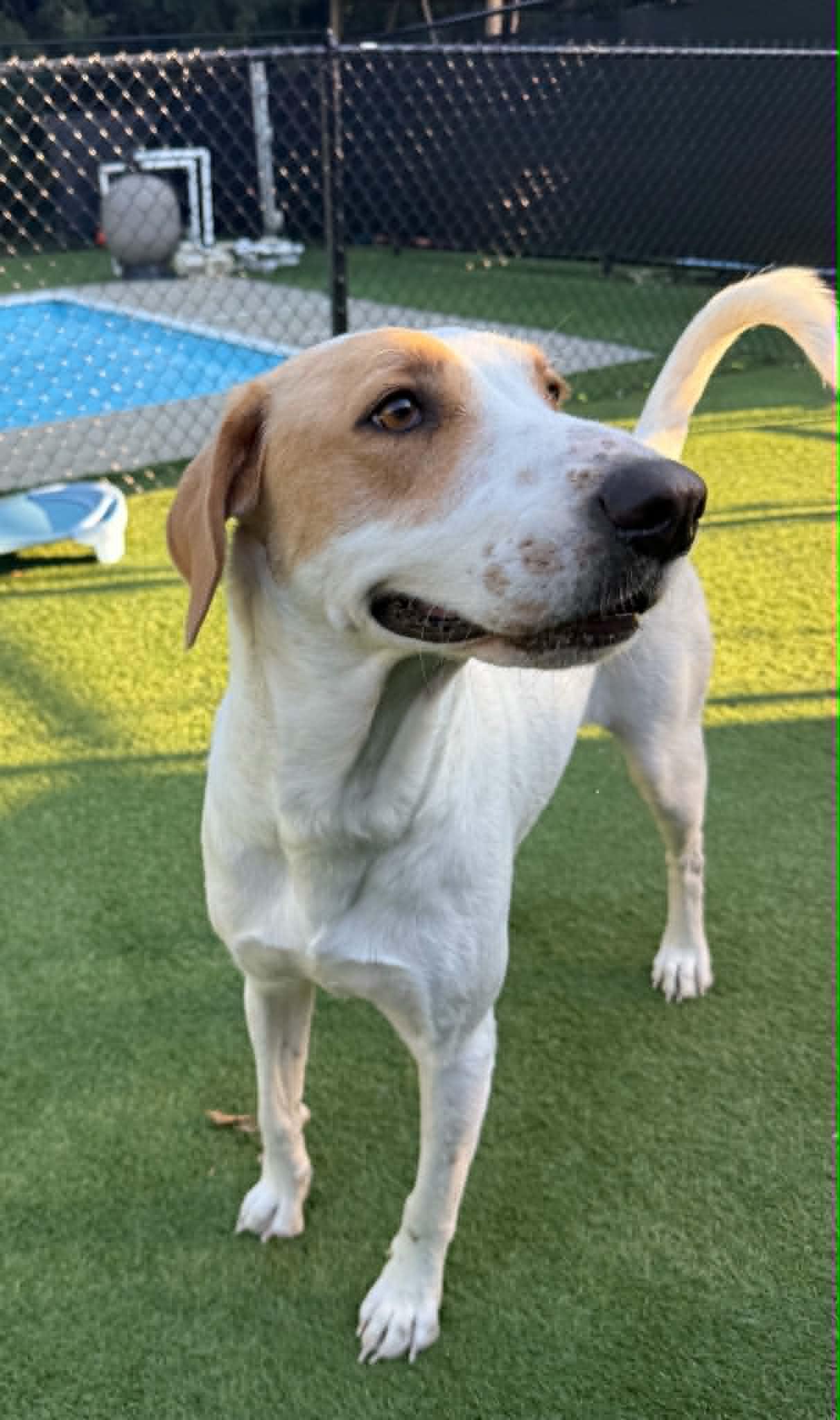 Reonna, a ADOPTABLE mixed breed in Groton, CT image 5/6