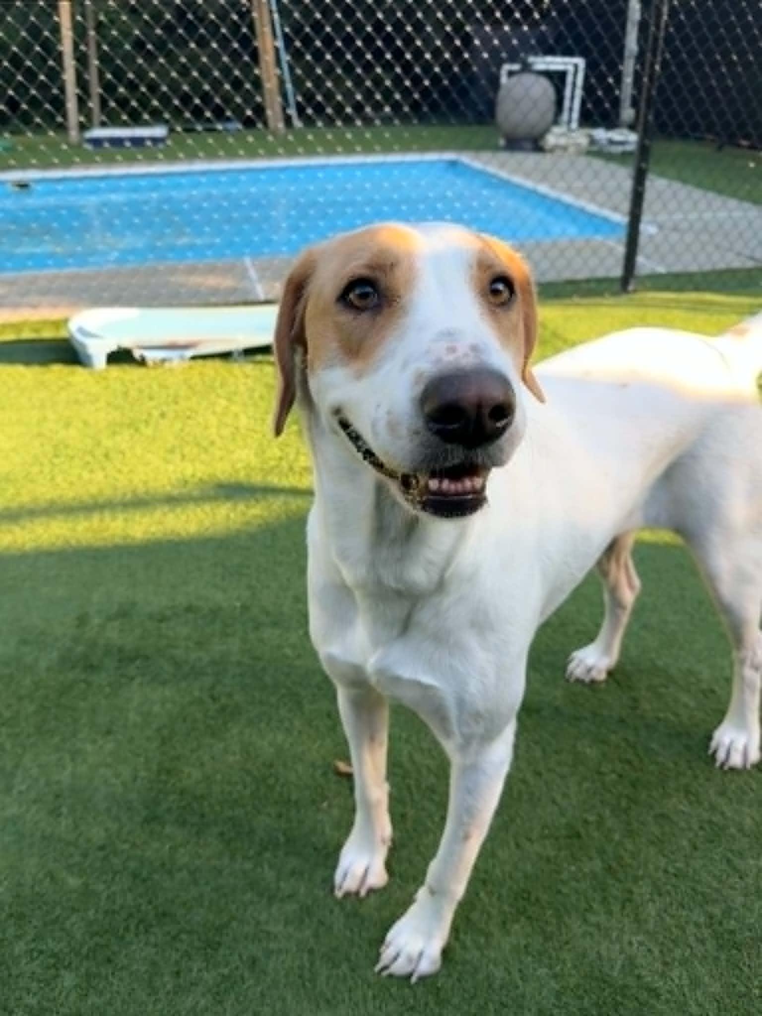 Reonna, ADOPTABLE, Adult Female Hound.