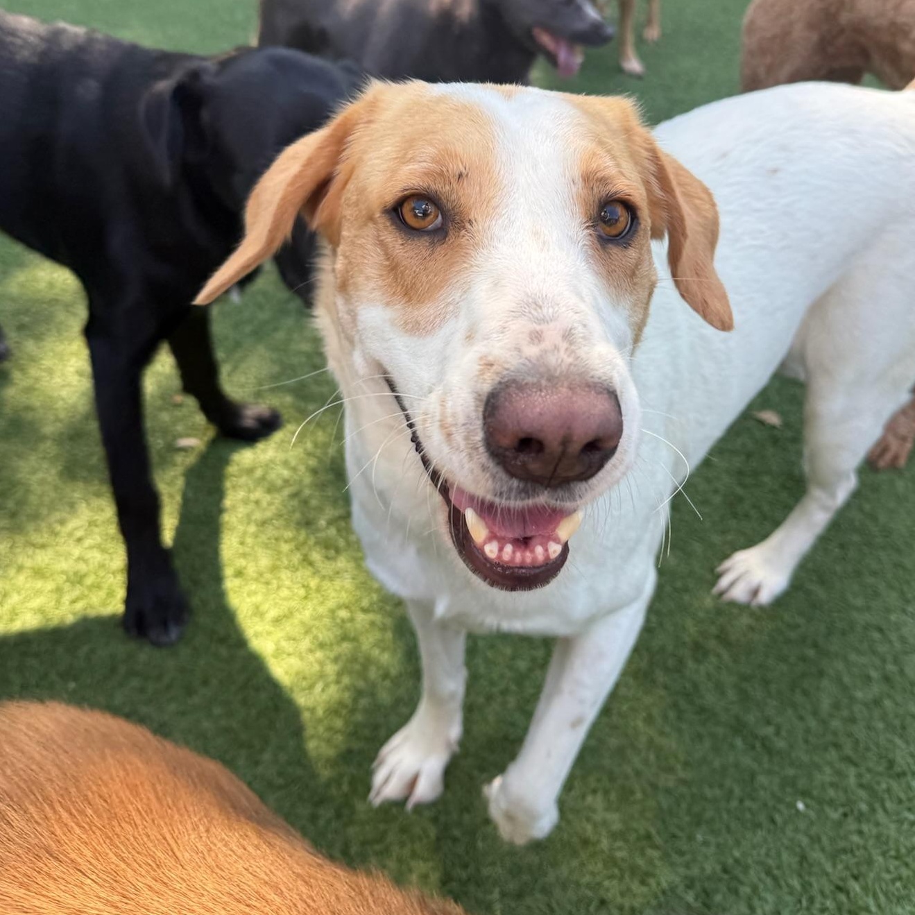 Reonna, Adoptable, Adult Female Hound.