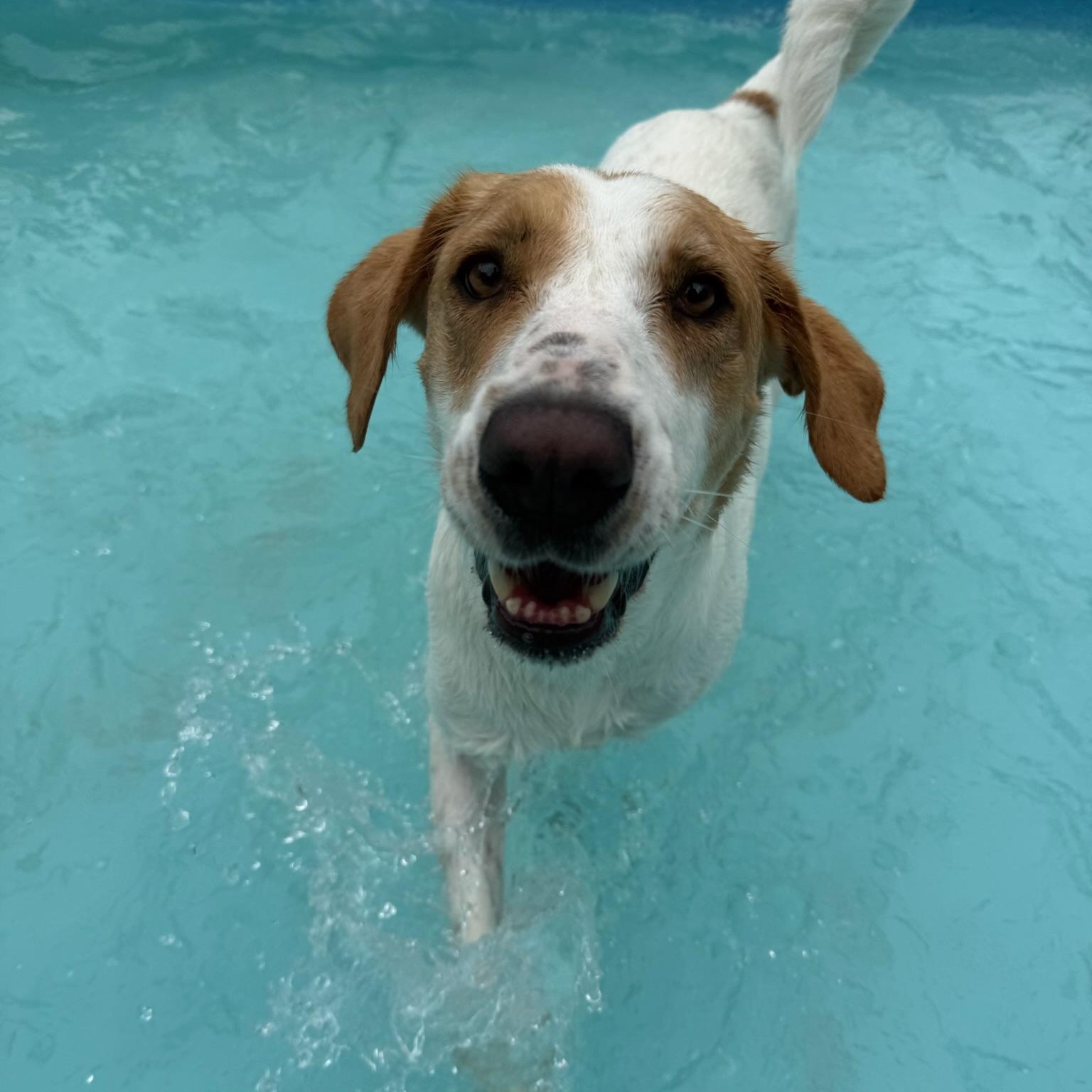 Enlarge Reonna, a Adoptable mixed breed in Groton, CT image 2/6