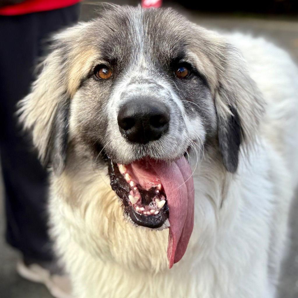 Enlarge Maui, a Adoptable mixed breed in Bloomfield, CT image 2/3